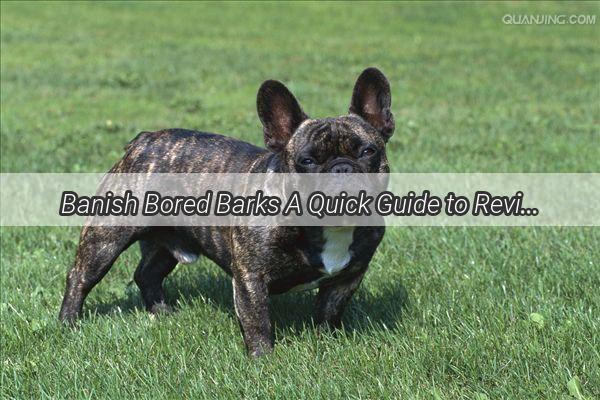 Banish Bored Barks A Quick Guide to Reviving Your Dogs Energy and Vitality